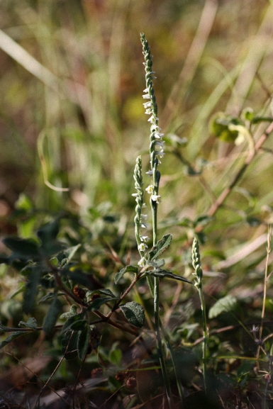 Spiranthes Spiralis bosco Scorace